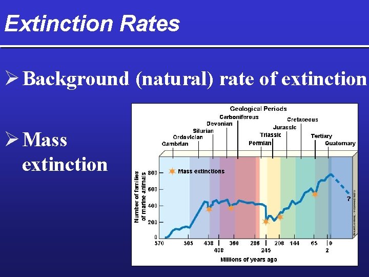 Extinction Rates Ø Background (natural) rate of extinction Ø Mass extinction 