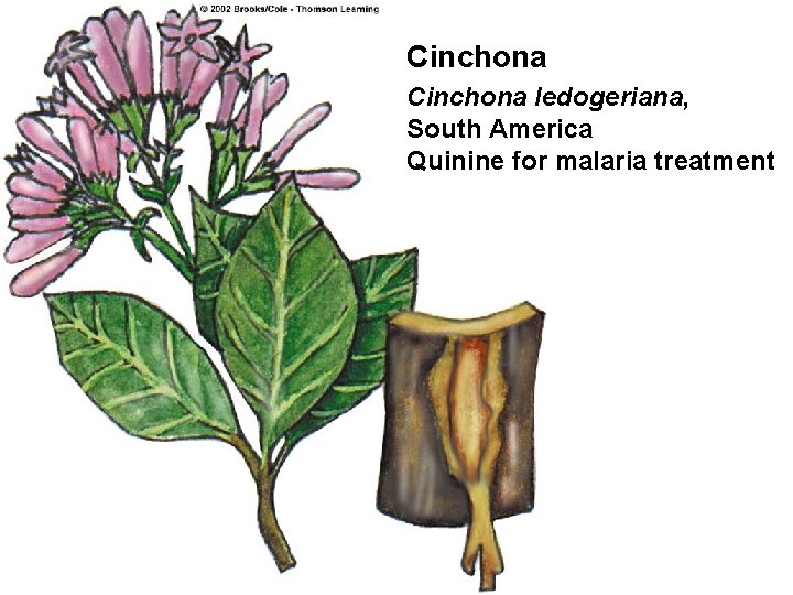 Cinchona ledogeriana, South America Quinine for malaria treatment 