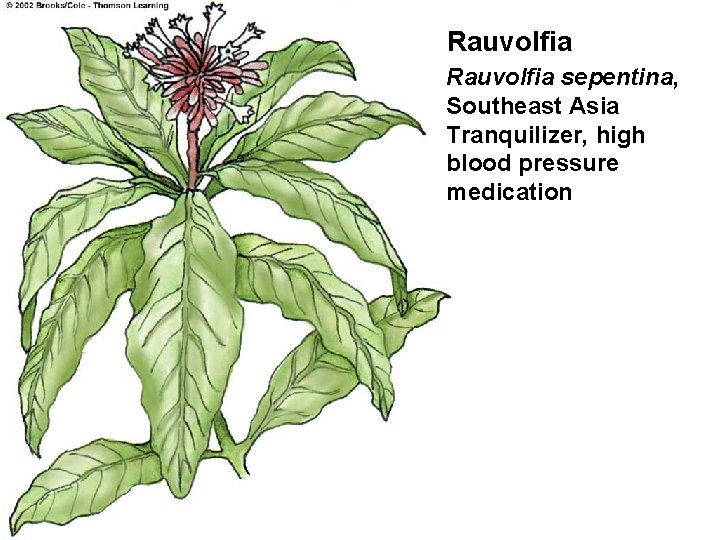 Rauvolfia sepentina, Southeast Asia Tranquilizer, high blood pressure medication 