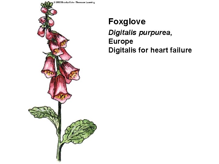 Foxglove Digitalis purpurea, Europe Digitalis for heart failure 