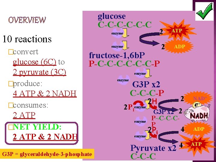 glucose C-C-C-C enzyme 10 reactions �convert glucose (6 C) to 2 pyruvate (3 C)