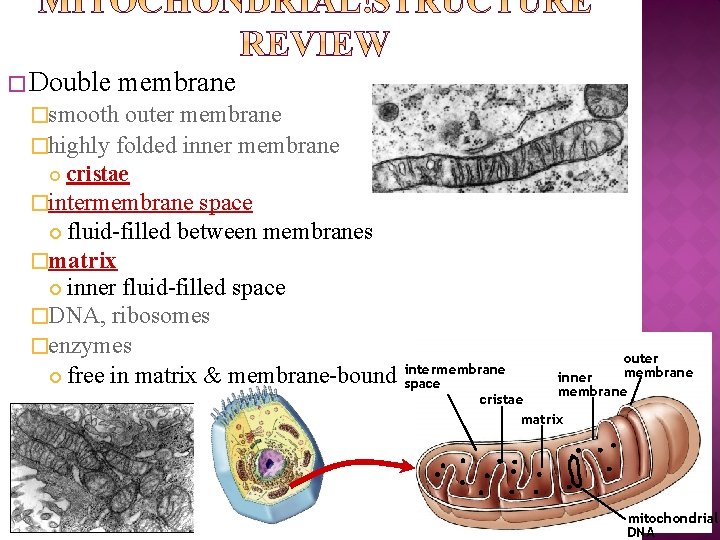 � Double membrane �smooth outer membrane �highly folded inner membrane cristae �intermembrane space fluid-filled