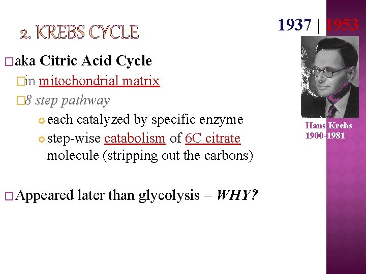 1937 | 1953 �aka Citric Acid Cycle �in mitochondrial matrix � 8 step pathway