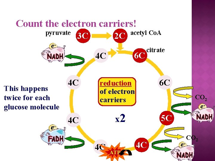 Count the electron carriers! pyruvate 3 C 4 C citrate 6 C reduction of
