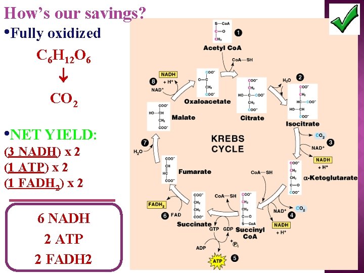 How’s our savings? • Fully oxidized C 6 H 12 O 6 CO 2