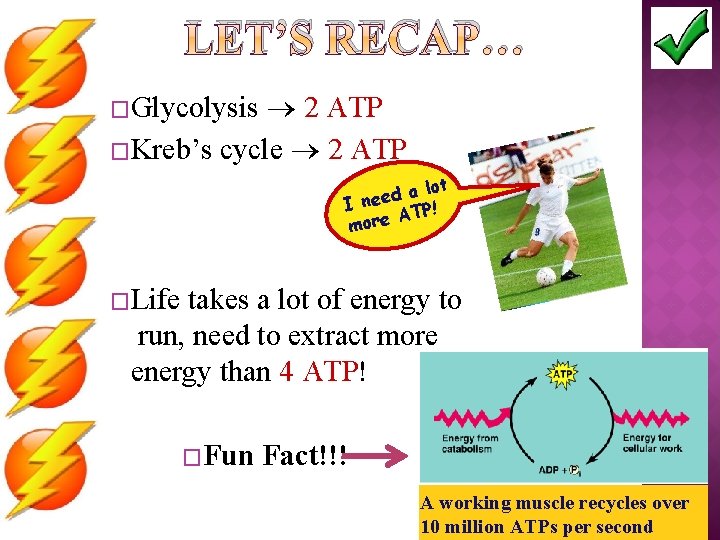 LET’S RECAP… 2 ATP �Kreb’s cycle 2 ATP �Glycolysis lot a d e I