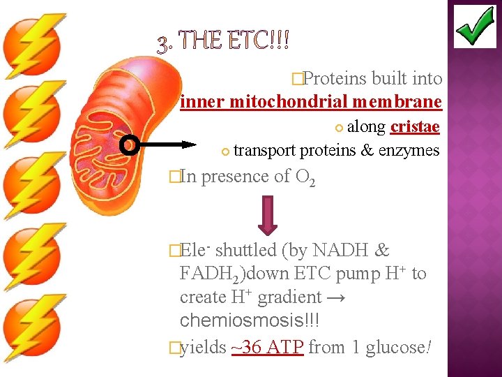 �Proteins built into inner mitochondrial membrane along cristae transport proteins & enzymes �In presence