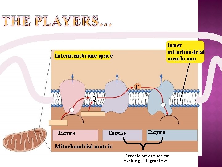 THE PLAYERS… Inner mitochondrial membrane Intermembrane space C Q Enzyme Mitochondrial matrix Cytochromes used