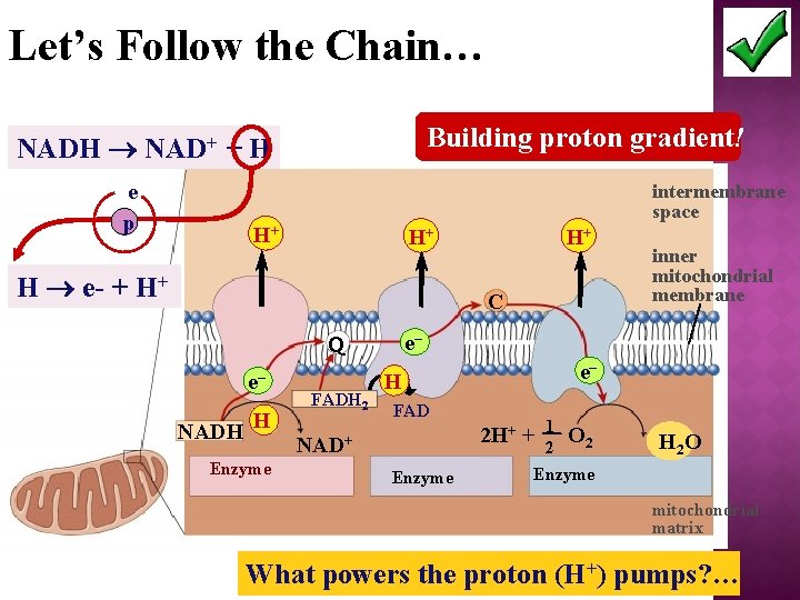 Let’s Follow the Chain… Building proton gradient! NADH NAD+ + H e p intermembrane