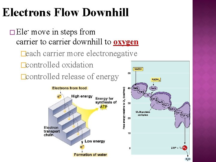 Electrons Flow Downhill � Ele- move in steps from carrier to carrier downhill to