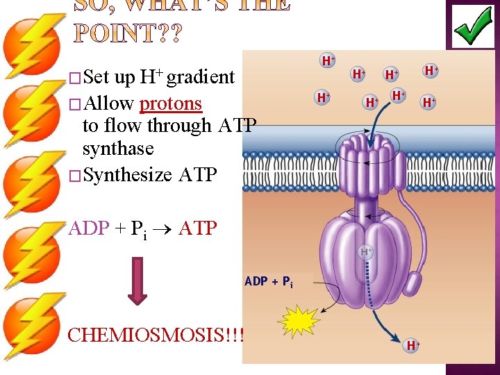 �Set H+ gradient up �Allow protons to flow through ATP synthase �Synthesize ATP H+