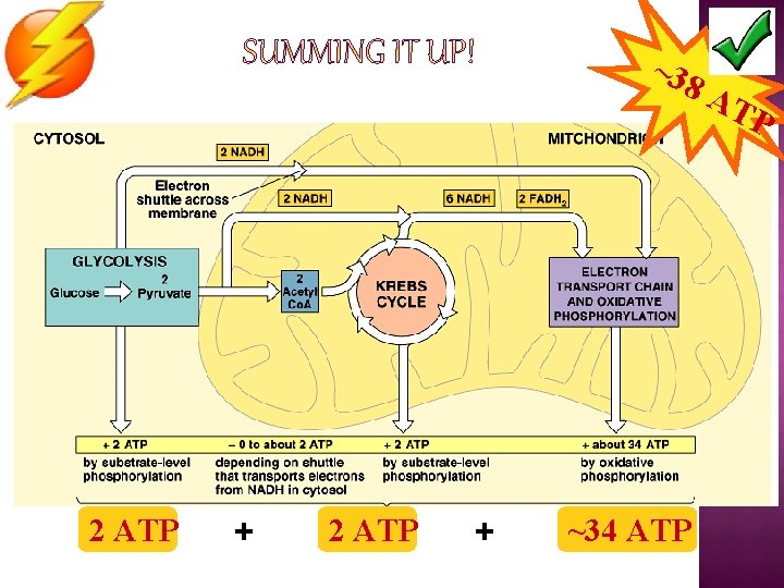 ~38 2 ATP + ~34 ATP AT P 