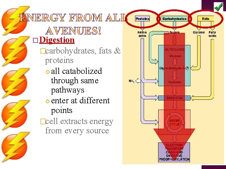 � Digestion �carbohydrates, fats & proteins all catabolized through same pathways enter at different