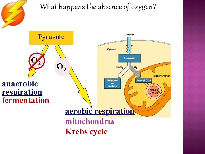 What happens the absence of oxygen? Pyruvate O 2 anaerobic respiration fermentation aerobic respiration