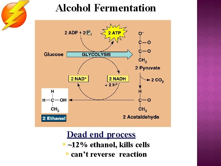 Alcohol Fermentation Dead end process § ~12% ethanol, kills cells § can’t reverse reaction