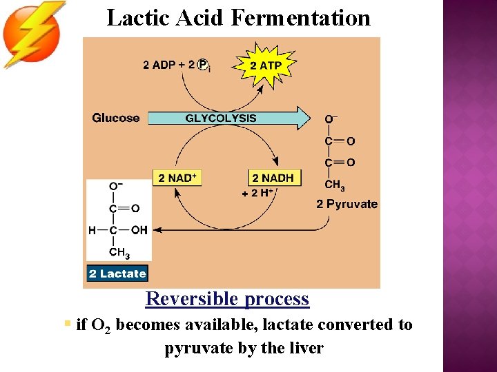Lactic Acid Fermentation Reversible process § if O 2 becomes available, lactate converted to