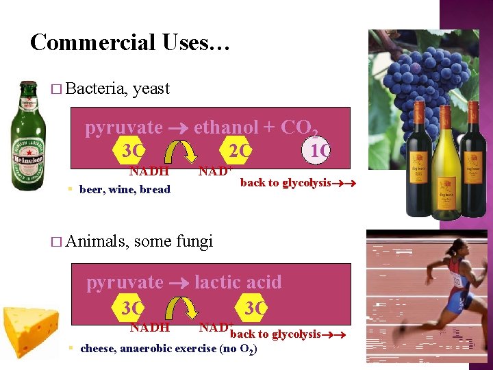 Commercial Uses… � Bacteria, yeast pyruvate ethanol + CO 2 3 C NADH 2