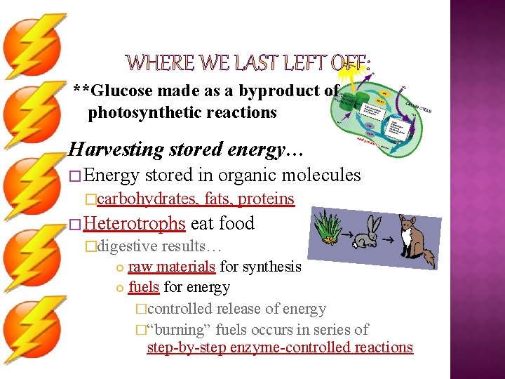 **Glucose made as a byproduct of photosynthetic reactions Harvesting stored energy… � Energy stored