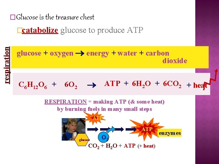 �Glucose is the treasure chest respiration �catabolize glucose to produce ATP glucose + oxygen