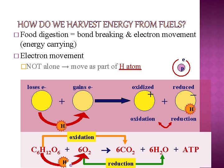 � Food digestion = bond breaking & electron movement (energy carrying) � Electron movement