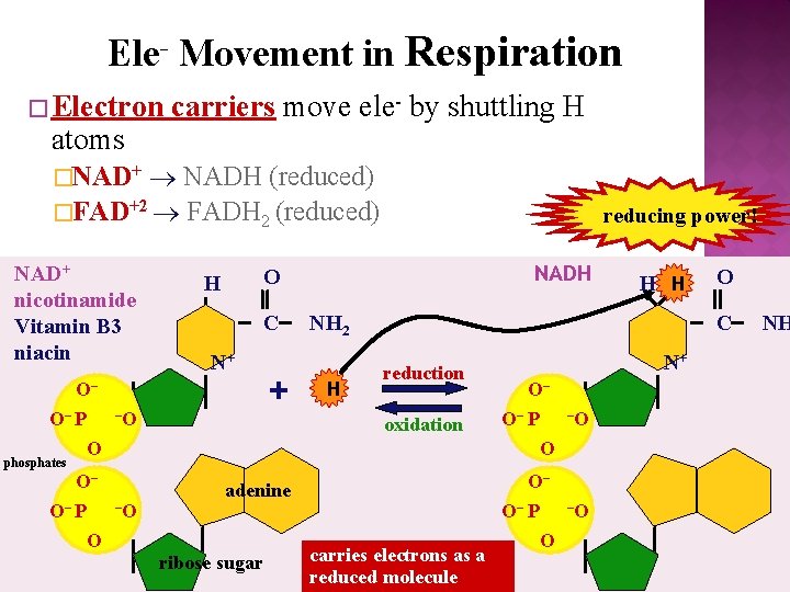 Ele- Movement in Respiration � Electron atoms carriers move ele- by shuttling H NADH