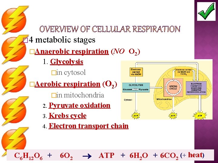 � 4 metabolic stages �Anaerobic respiration (NO O 2) 1. Glycolysis �in cytosol �Aerobic