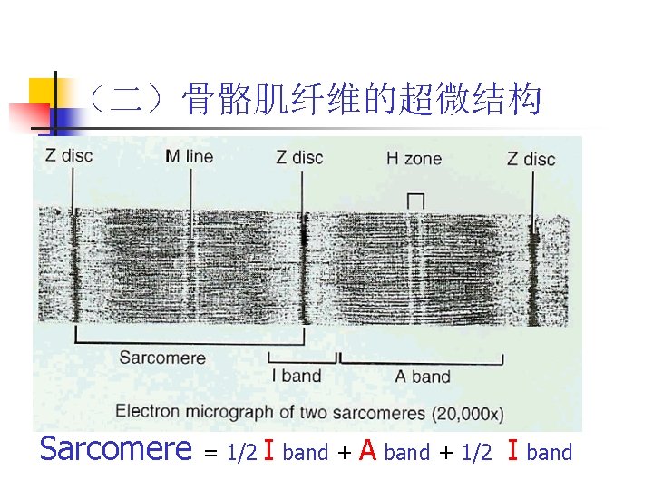 （二）骨骼肌纤维的超微结构 Sarcomere = 1/2 I band + A band + 1/2 I band 