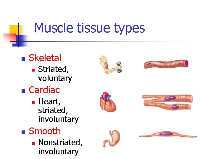 Muscle tissue types n Skeletal n n Cardiac n n Striated, voluntary Heart, striated,