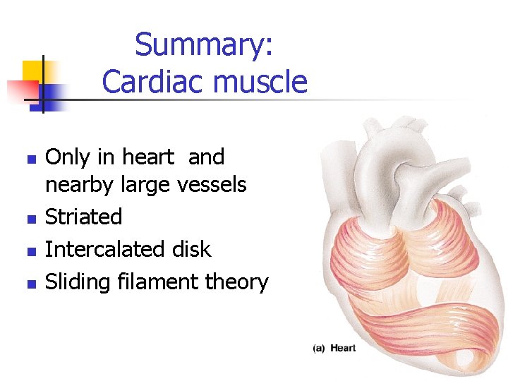 Summary: Cardiac muscle n n Only in heart and nearby large vessels Striated Intercalated