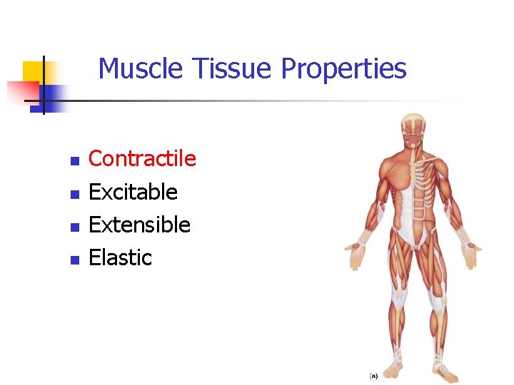 Muscle Tissue Properties n n Contractile Excitable Extensible Elastic 