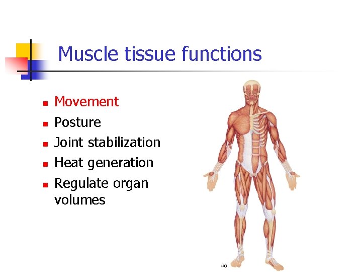 Muscle tissue functions n n n Movement Posture Joint stabilization Heat generation Regulate organ