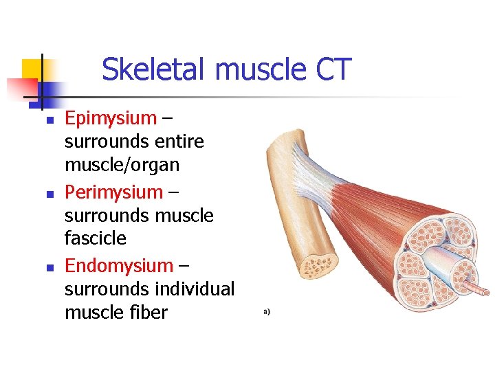Skeletal muscle CT n n n Epimysium – surrounds entire muscle/organ Perimysium – surrounds