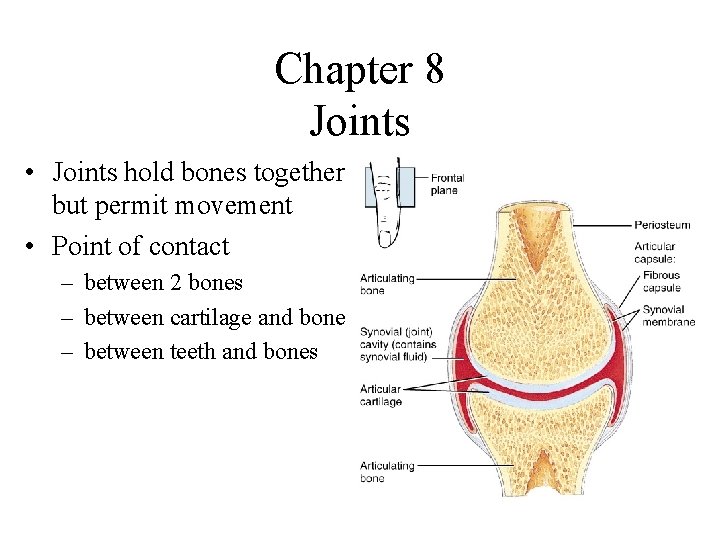 Chapter 8 Joints • Joints hold bones together but permit movement • Point of