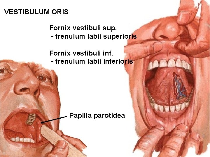 VESTIBULUM ORIS Fornix vestibuli sup. - frenulum labii superioris Fornix vestibuli inf. - frenulum