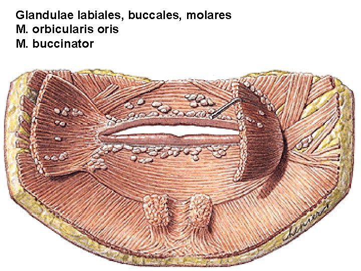 Glandulae labiales, buccales, molares M. orbicularis oris M. buccinator 
