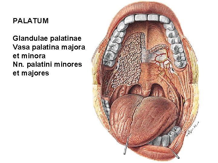 PALATUM Glandulae palatinae Vasa palatina majora et minora Nn. palatini minores et majores 