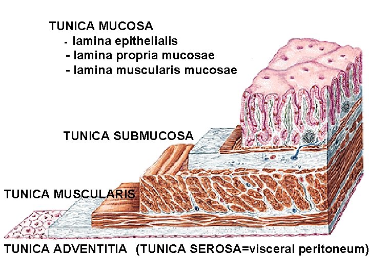 TUNICA MUCOSA - lamina epithelialis - lamina propria mucosae - lamina muscularis mucosae TUNICA