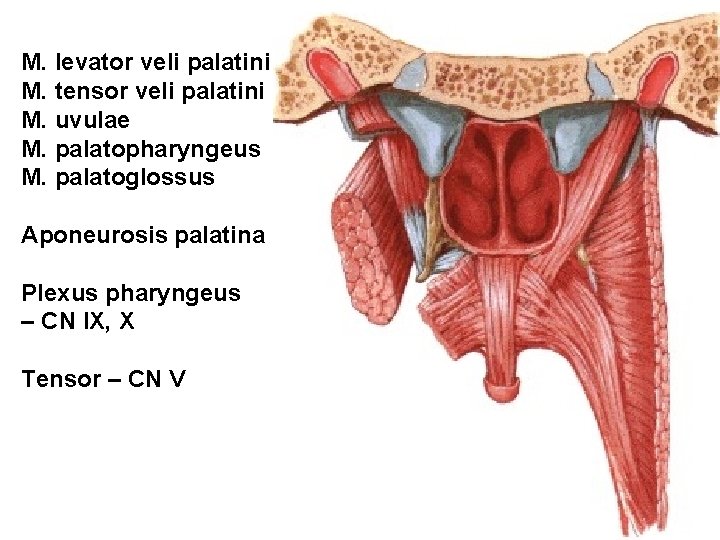 M. levator veli palatini M. tensor veli palatini M. uvulae M. palatopharyngeus M. palatoglossus