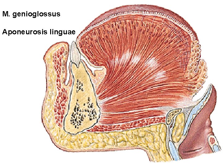 M. genioglossus Aponeurosis linguae 