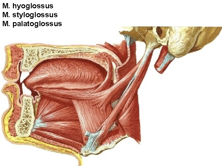 M. hyoglossus M. styloglossus M. palatoglossus 