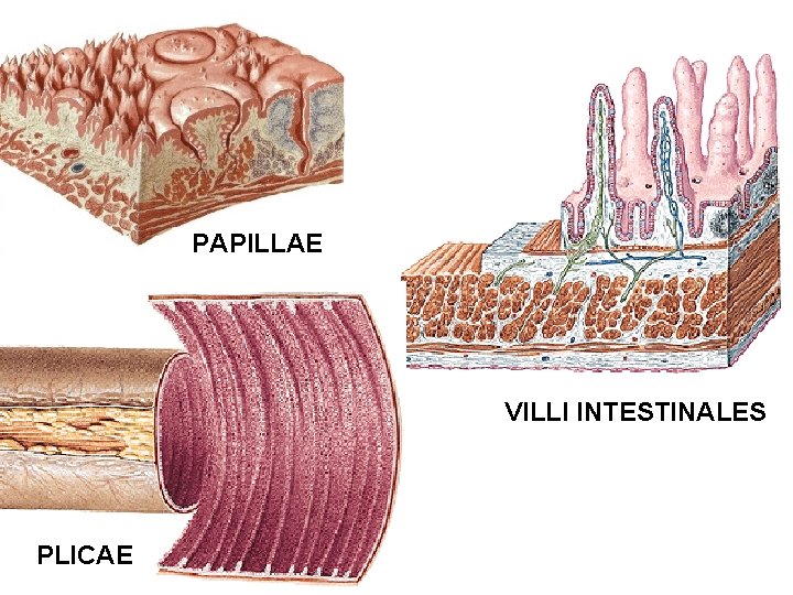 PAPILLAE VILLI INTESTINALES PLICAE 