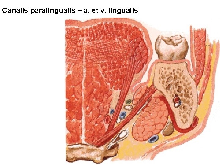 Canalis paralingualis – a. et v. lingualis 