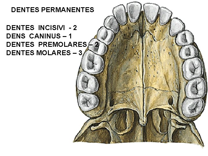 DENTES PERMANENTES DENTES INCISIVI - 2 DENS CANINUS – 1 DENTES PREMOLARES – 2