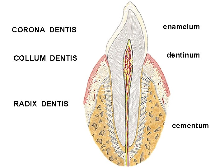 CORONA DENTIS enamelum COLLUM DENTIS dentinum RADIX DENTIS cementum 