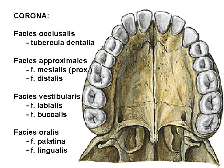 CORONA: Facies occlusalis - tubercula dentalia Facies approximales - f. mesialis (prox. ) -