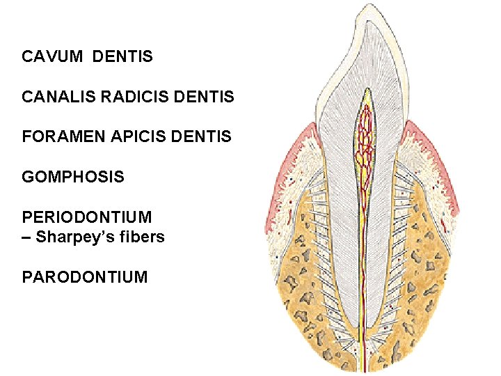 CAVUM DENTIS CANALIS RADICIS DENTIS FORAMEN APICIS DENTIS GOMPHOSIS PERIODONTIUM – Sharpey’s fibers PARODONTIUM