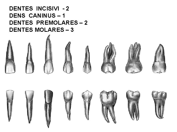 DENTES INCISIVI - 2 DENS CANINUS – 1 DENTES PREMOLARES – 2 DENTES MOLARES