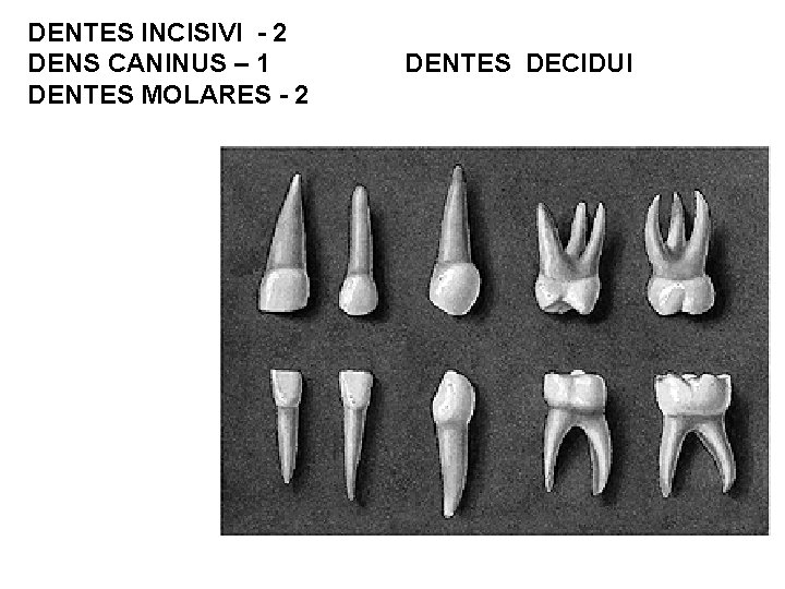 DENTES INCISIVI - 2 DENS CANINUS – 1 DENTES MOLARES - 2 DENTES DECIDUI