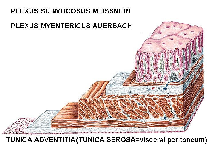 PLEXUS SUBMUCOSUS MEISSNERI PLEXUS MYENTERICUS AUERBACHI TUNICA ADVENTITIA (TUNICA SEROSA=visceral peritoneum) 