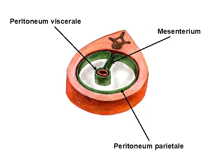 Peritoneum viscerale Mesenterium Peritoneum parietale 